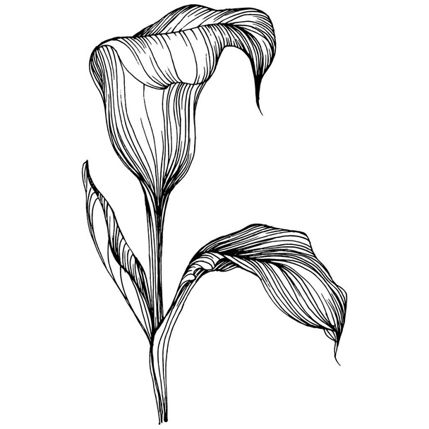 lily of the Lilium by hand drawing. Lilium floral logo or tattoo highly detailed in line art style concept. Black and white clip art isolated. Antique vintage engraving illustration for emblem. - Vettoriali, immagini