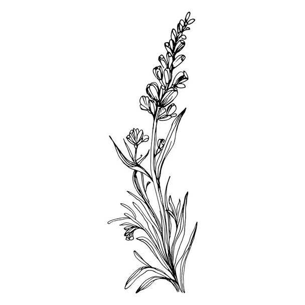 Lavender flower. Floral botanical flower. Isolated illustration element. Vector hand drawing wildflower for background, texture, wrapper pattern, frame or border. - Вектор,изображение