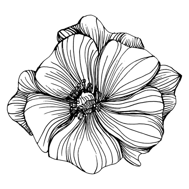 Poppies flower. Floral botanical flower. Isolated illustration element. Vector hand drawing wildflower for background, texture, wrapper pattern, frame or border. - Vektor, obrázek