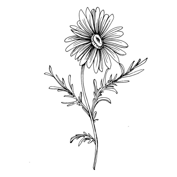 Chamomile by hand drawing. Daisy whee - Vettoriali, immagini