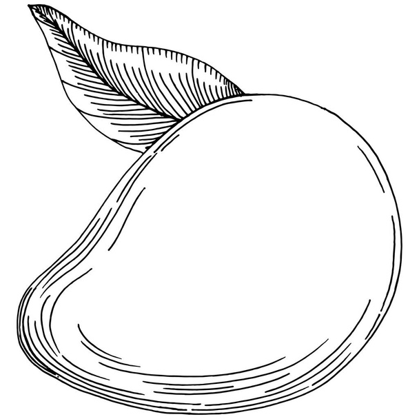 Mango tropical fruit sketch drawing vector. Engraved isolated organic food. Black white mango element on white background. - Vektör, Görsel