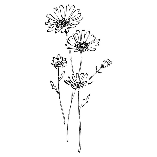 Kamille von Hand gezeichnet. Gänseblümchen - Vektor, Bild