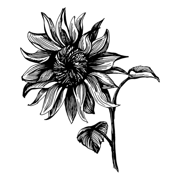 Соняшникова квіткова ботанічна квітка. Ізольований елемент ілюстрації. Векторний дикий квітка для тла, текстури, візерунка обгортки, рамки або рамки
. - Вектор, зображення