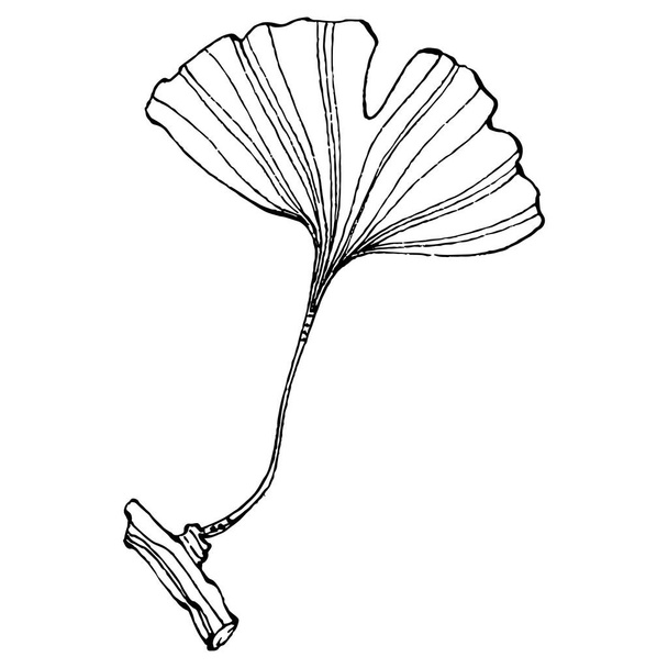 Трав'яна рослина Гінкго вручну малює ескіз. Квіткове татуювання дуже детально описано в стилі лінійного мистецтва. Чорно-білий кліпарт ізольовано на білому тлі. Антикварна вінтажна гравюрна ілюстрація для логотипу
 - Вектор, зображення