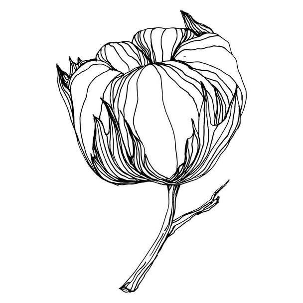 Fleur de coton. Fleur botanique florale. Élément d'illustration isolé. Dessin vectoriel à la main fleur sauvage pour le fond, la texture, le motif d'emballage, le cadre ou la bordure. - Vecteur, image