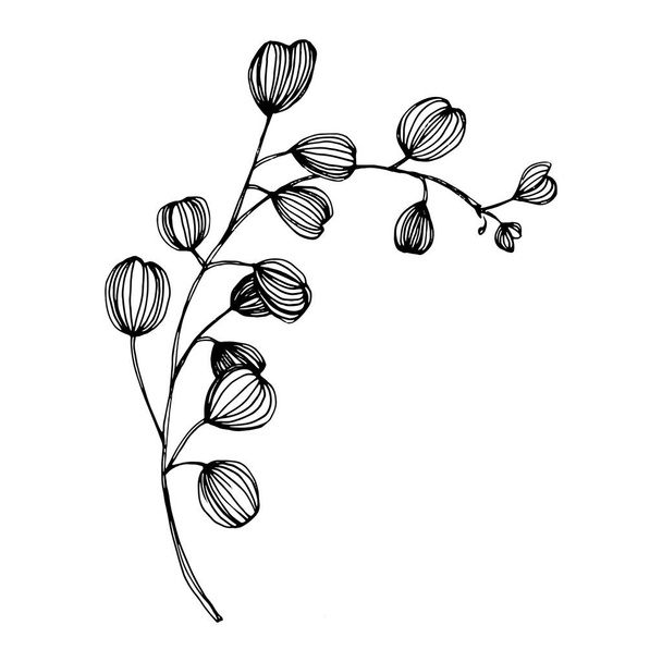 Az eukaliptusz elmegy. Virágos botanikus virág. Elszigetelt illusztrációs elem. Vektor kézi rajz vadvirág háttér, textúra, csomagolás minta, keret vagy határ. - Vektor, kép