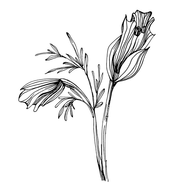 Mákvirág. Virágos botanikus virág. Elszigetelt illusztrációs elem. Vektor kézi rajz vadvirág háttér, textúra, csomagolás minta, keret vagy határ. - Vektor, kép