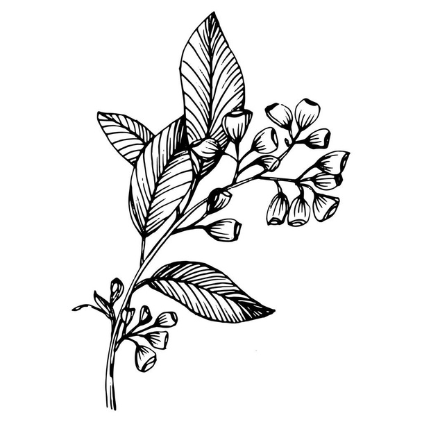Eukaliptusowe liście. Kwiat botaniczny. Izolowany element ilustracji. Wektor ręcznie rysunku dziki kwiat tła, tekstury, wzór owijania, ramki lub granicy. - Wektor, obraz