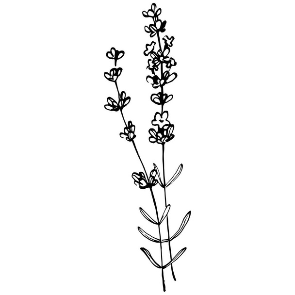 Lavender botanical flower. Hand drawn design of wedding herb, plant and monogram with elegant leaves for invitation save the date card design. Rustic trendy greenery vector illustration - Vector, Imagen