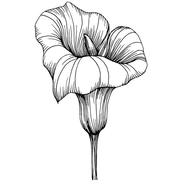 Lilium zambağı elle çizilmiş. Lilium çiçek logosu ya da dövmesi sanat tarzında detaylı. Siyah beyaz klip sanatı izole edildi. Amblem için antika vintage gravür. - Vektör, Görsel