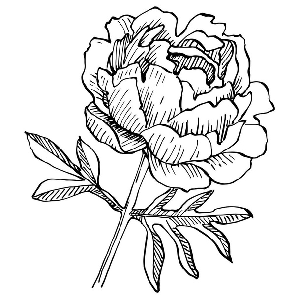 Peony flower. Floral botanical flower. Isolated illustration element. Vector hand drawing wildflower for background, texture, wrapper pattern, frame or border. - Vektör, Görsel