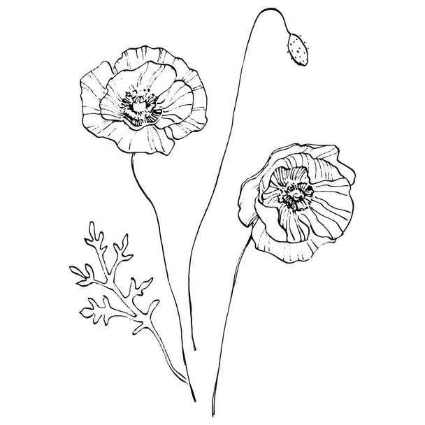 Poppy flower. Květinová botanická květina. Izolovaný ilustrační prvek. Vektorové ruční kreslení volně žijících květin pro pozadí, texturu, obalový vzor, rámeček nebo okraj. - Vektor, obrázek