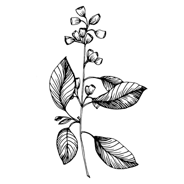 ユーカリの葉。花の植物の花。孤立したイラスト要素。背景、テクスチャ、ラッパーパターン、フレームまたは境界線のためのベクトル手描きの野花. - ベクター画像