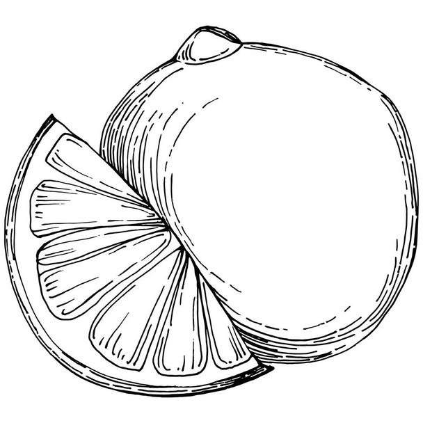 Kiwi Sketch citrus fruit decorative. Hand Drawn kiwi Botanical Illustrations. Black and white with line art isolated on white backgrounds.  - Vetor, Imagem
