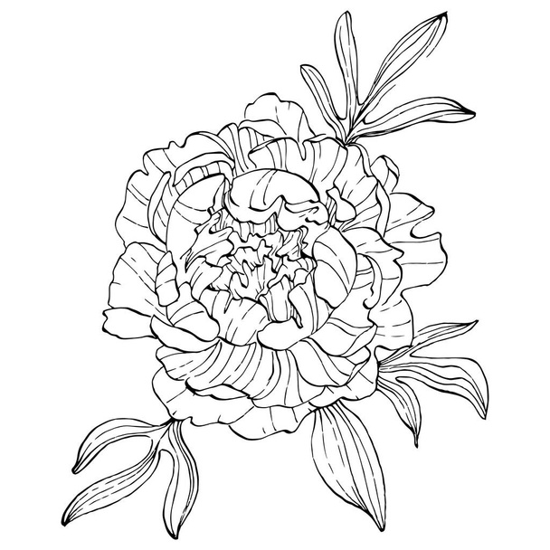 Квітка півонії. Квіткова ботанічна квітка. Ізольований елемент ілюстрації. Векторний малюнок рук дикий квітник для тла, текстури, візерунка обгортки, рамки або рамки
. - Вектор, зображення