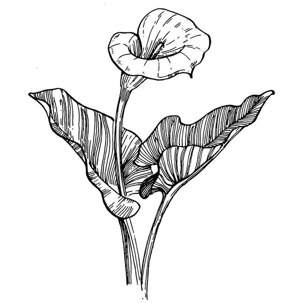 Trooppinen kukka calla käsin piirustus. Lilium kukka logo tai tatuointi erittäin yksityiskohtainen linja taiteen tyyliin käsite. Musta ja valkoinen clip taidetta eristetty. Antiikki vintage kaiverrus kuva tunnus. - Vektori, kuva