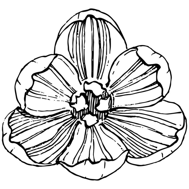 Crocus flor vector dibujo ilustración aislada sobre fondo blanco, azafrán línea de arte. Linda flor dibujada a mano en contorno negro y plano blanco sobre fondo blanco. - Vector, imagen