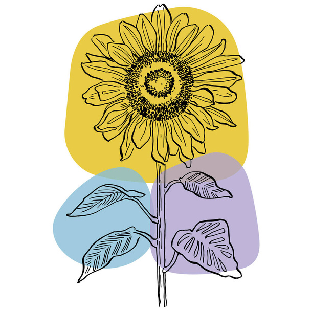 Nykytaiteen auringonkukka julisteita trendikkäitä värejä. Abstrakti käsi piirustus kukkia ja geometrisia elementtejä ja aivohalvauksia, lehdet ja kukka.  - Vektori, kuva