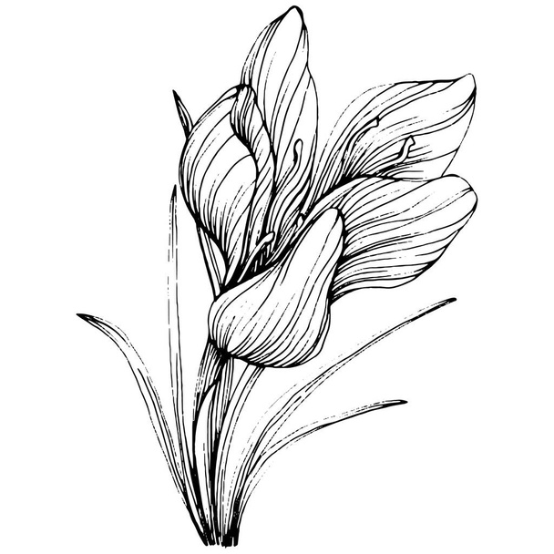 Crocus veya safran çiçeği. Çiçekli botanik çiçeği. İzole illüstrasyon elementi. Arkaplan, doku, ambalaj deseni, çerçeve veya kenar çizimi için vektör el. - Vektör, Görsel