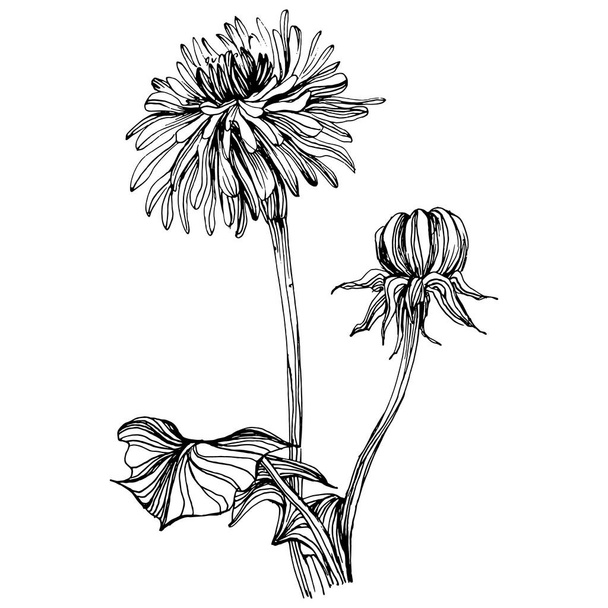 Pampeliška. Květinové botanické Taraxacum. foukací koule Izolovaný ilustrační prvek. Vektorové ruční kreslení volně žijících květin pro pozadí, texturu, obalový vzor, rámeček nebo okraj. - Vektor, obrázek