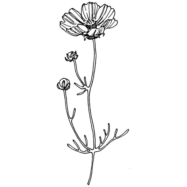 手描きでコスモスの花。コスモスの花のロゴやタトゥーは、ラインアートスタイルで非常に詳細です。黒と白のクリップアートは孤立した。エンブレムのためのアンティークヴィンテージ彫刻イラスト。漢方薬. - ベクター画像