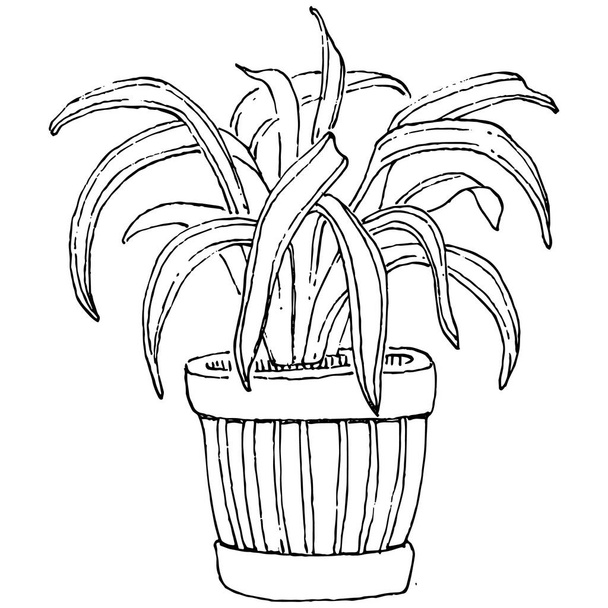 Home Planta em panelas esboço. Desenho esboço ilustração isolada de flores em crescimento em uma planta pendurada para decoração de casa ou escritório interior. Vetor de flores do jardim. - Vetor, Imagem