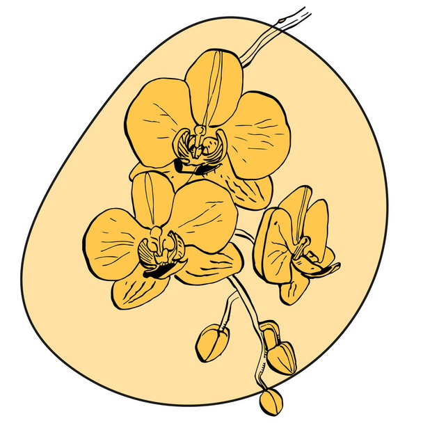 Tropische Orchideenblume. Florale botanische Blume. Isoliertes Illustrationselement. Vektorwildblume für Hintergrund, Textur, Wickelmuster, Rahmen oder Rahmen. - Vektor, Bild