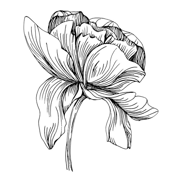 Gyöngyvirág. Virágos botanikus bazsarózsa. Elszigetelt illusztrációs elem. Vektor kézi rajz vadvirág háttér, textúra, csomagolás minta, keret vagy határ. - Vektor, kép
