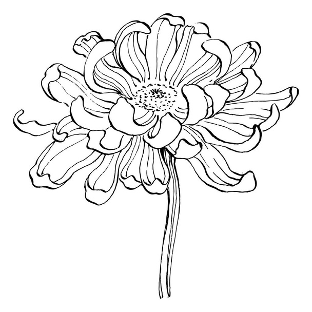 Chrysanthemum by hand drawing. Floral tattoo highly detailed in line art style. Flower tattoo concept. Black and white clip art isolated on white background. Antique vintage engraving illustration. - Vector, afbeelding