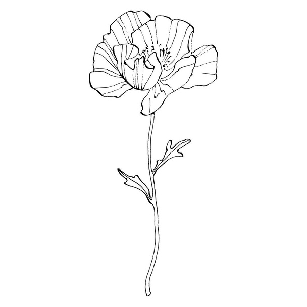Haşhaş çiçeği. Çiçekli botanik çiçeği. İzole illüstrasyon elementi. Arkaplan, doku, ambalaj deseni, çerçeve veya kenar çizimi için vektör el. - Vektör, Görsel