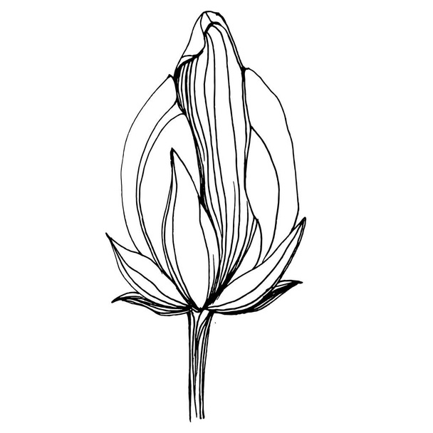 квітка лотоса. Квіткова ботанічна квітка. Ізольований елемент ілюстрації. Векторний малюнок рук дикий квітник для тла, текстури, візерунка обгортки, рамки або рамки
. - Вектор, зображення