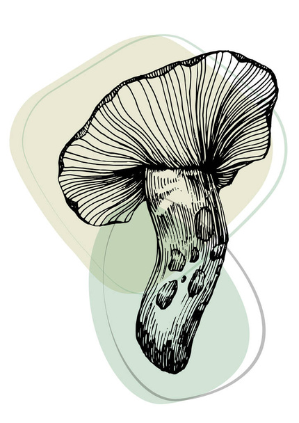 Contemporary art mushrooms posters in trendy colors. Abstract hand drawing flowers and geometric elements and strokes, leaves and flower.  - Vector, Image