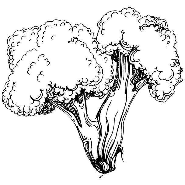 Broccoli Isolated hand drawn illustration. Vegetable engraved style. Sketch vegetarian food drawing. Farm market product. The best for design logo, menu, label, icon, stamp. - Wektor, obraz