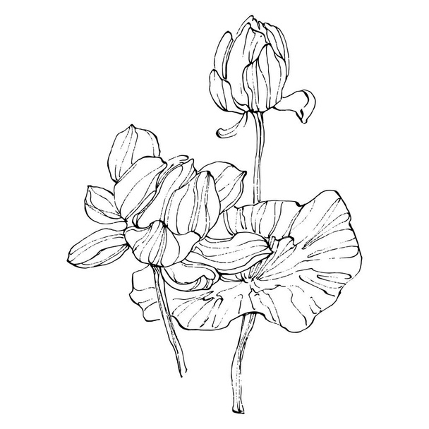 lotus flower. Floral botanical flower. Isolated illustration element. Vector hand drawing wildflower for background, texture, wrapper pattern, frame or border. - Wektor, obraz