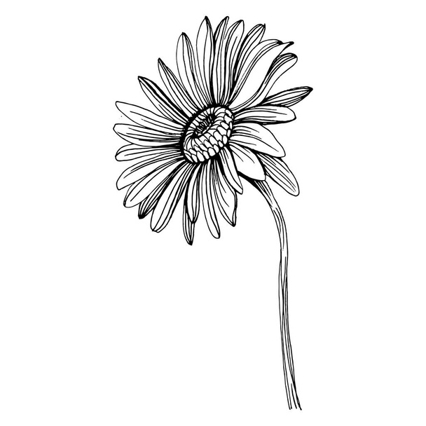 Chamomile by hand drawing. Daisy whee - Vector, Image
