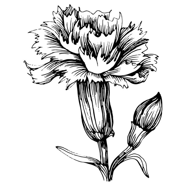 カーネーションの花。花の植物のクローブ。孤立したイラスト要素。背景、テクスチャ、ラッパーパターン、フレームまたは境界線のためのベクトル手描きの野花. - ベクター画像