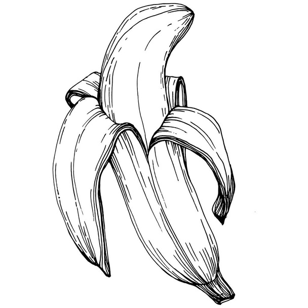 Banane isolée dessinée à la main. Illustration vectorielle fruits exotiques.  - Vecteur, image