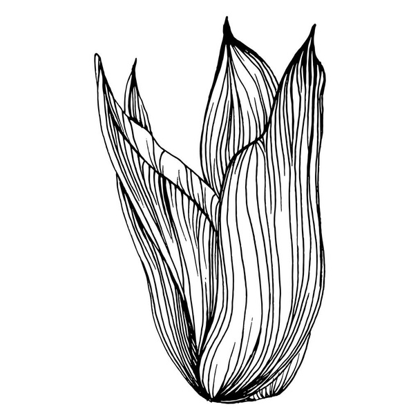 Flor suculenta. Plantas florales cactus botánico. Elemento de ilustración aislado. Dibujo a mano vectorial flor silvestre para fondo, textura, patrón de envoltura, marco o borde. - Vector, Imagen