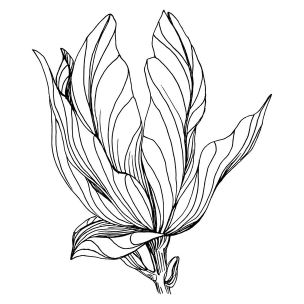 Flor de magnolia. Flor botánica floral. Elemento de ilustración aislado. Dibujo a mano vectorial flor silvestre para fondo, textura, patrón de envoltura, marco o borde. - Vector, Imagen
