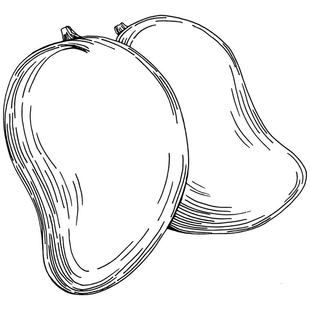 Mango tropical fruit sketch drawing vector. Engraved isolated organic food. Black white mango element on white background. - Vektor, obrázek