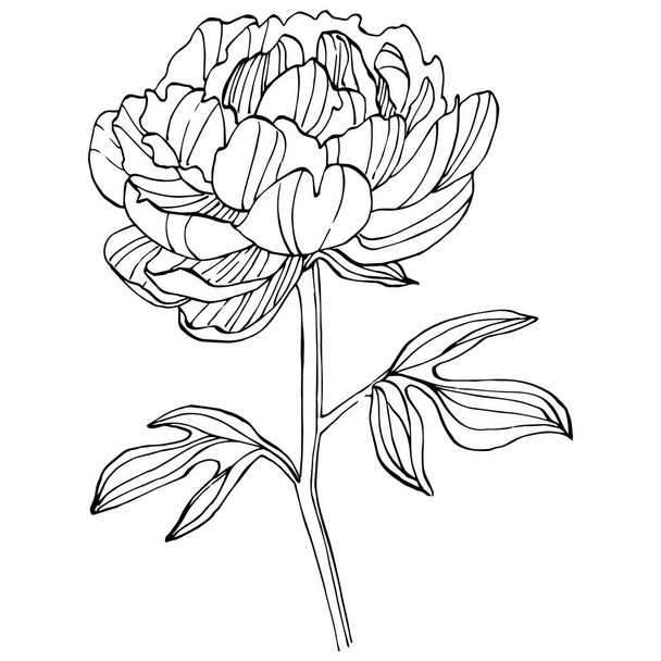 Peony flower. Floral botanical flower. Isolated illustration element. Vector hand drawing wildflower for background, texture, wrapper pattern, frame or border. - Вектор, зображення