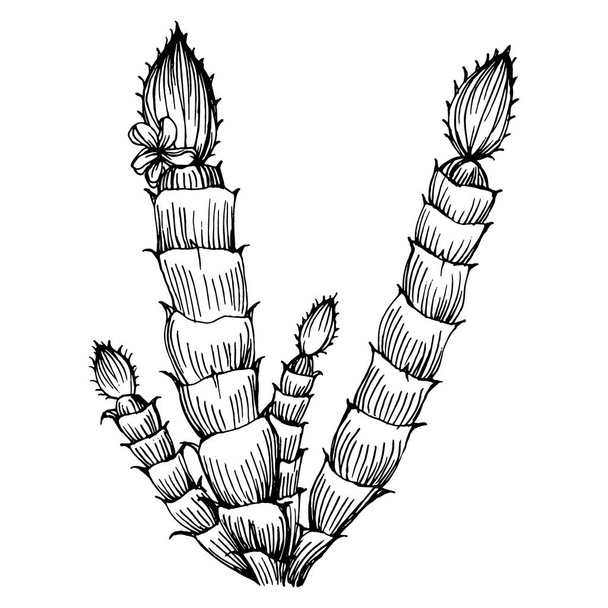 Cactus sketch for logo. Floral succulent plants tattoo highly detailed in line art style. Black and white clip art isolated on white background. Antique vintage engraving illustration. - Vector, Image
