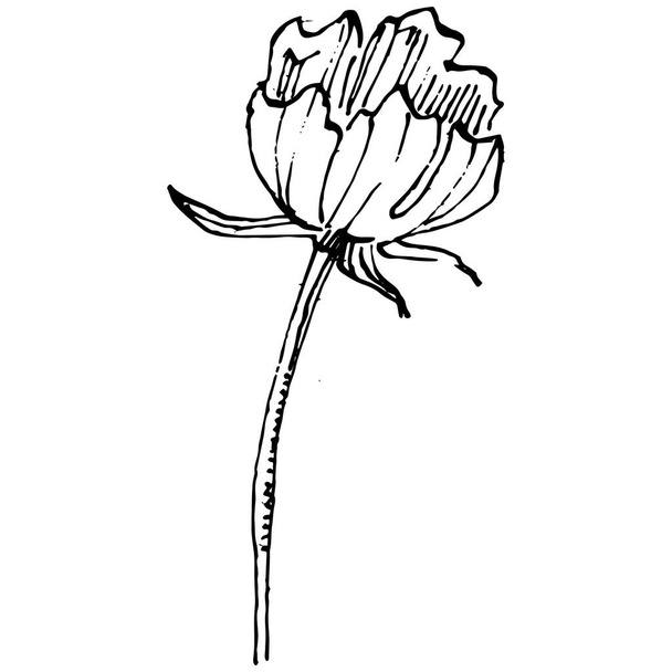 Cosmos λουλούδι με το χέρι σχέδιο. Cosmos floral λογότυπο ή τατουάζ ιδιαίτερα λεπτομερή σε στυλ γραμμή τέχνης. Ασπρόμαυρο κλιπ τέχνης απομονωμένο. Εικονογράφηση παλαιάς χαρακτικής για έμβλημα. Φυτικά φάρμακα. - Διάνυσμα, εικόνα