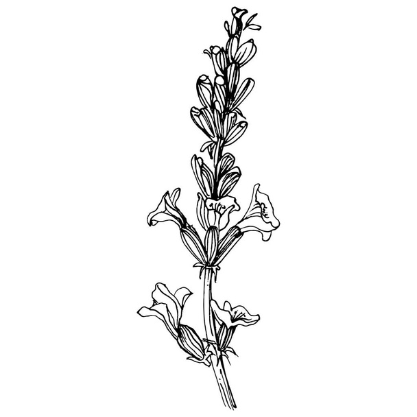 Lavanta çiçeği. Çiçekli botanik çiçeği. İzole illüstrasyon elementi. Arkaplan, doku, ambalaj deseni, çerçeve veya kenar çizimi için vektör el. - Vektör, Görsel