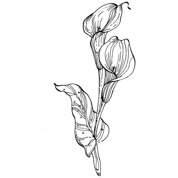 Calla de flores tropicales a mano. Logotipo de Lilium floral o tatuaje altamente detallado en concepto de estilo de arte en línea. Pinza en blanco y negro aislada. Ilustración de grabado vintage antiguo para emblema. - Vector, Imagen