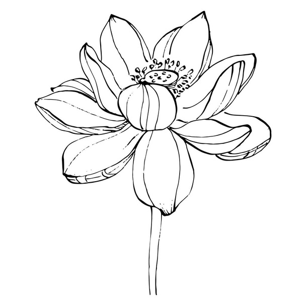 fleur de lotus. Fleur botanique florale. Élément d'illustration isolé. Dessin vectoriel à la main fleur sauvage pour le fond, la texture, le motif d'emballage, le cadre ou la bordure. - Vecteur, image