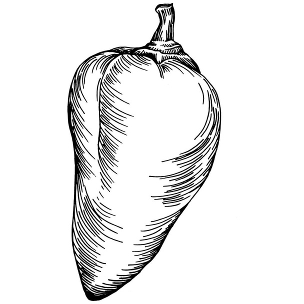 Pepper vegetables sketch vector illustration. Engraved style. Product on the agricultural market. The best situated for design menu, label, badges, banners and promotion.  - Vecteur, image