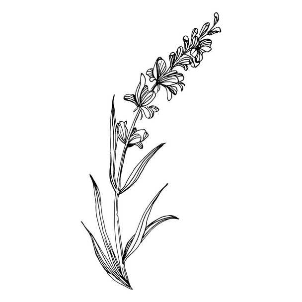 Lavender flower. Floral botanical flower. Isolated illustration element. Vector hand drawing wildflower for background, texture, wrapper pattern, frame or border. - Vector, Image