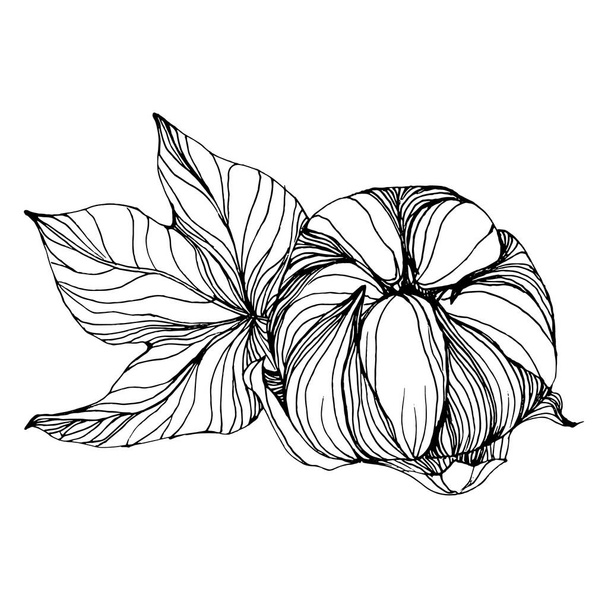 Cotton flower. Floral botanical flower. Isolated illustration element. Vector hand drawing wildflower for background, texture, wrapper pattern, frame or border. - Vektor, kép