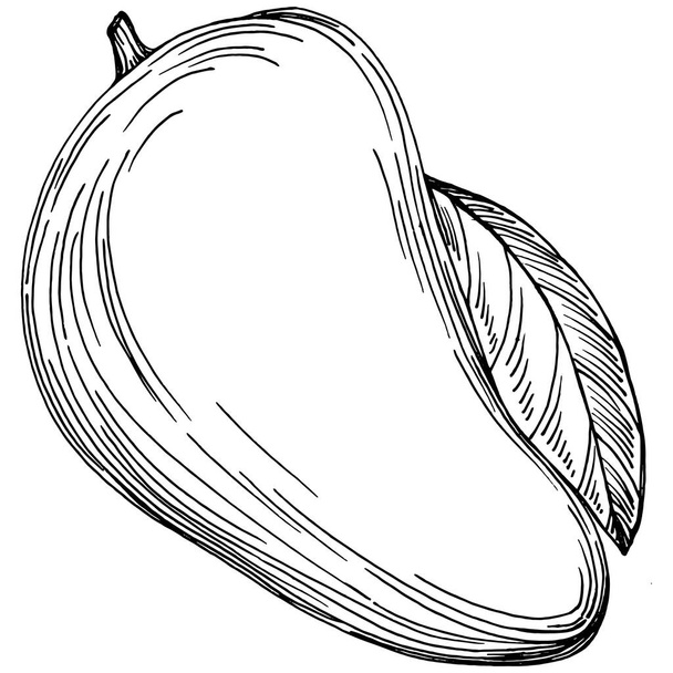Mango tropical fruit sketch drawing vector. Engraved isolated organic food. Black white mango element on white background. - Wektor, obraz